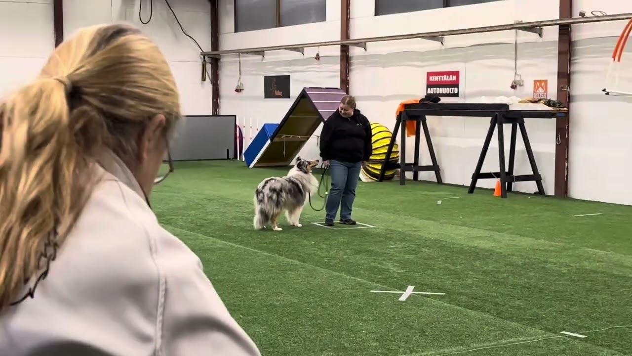 Lilibet collien käyttäytymisen jalostustarkastus 1.11.2025 Lohja