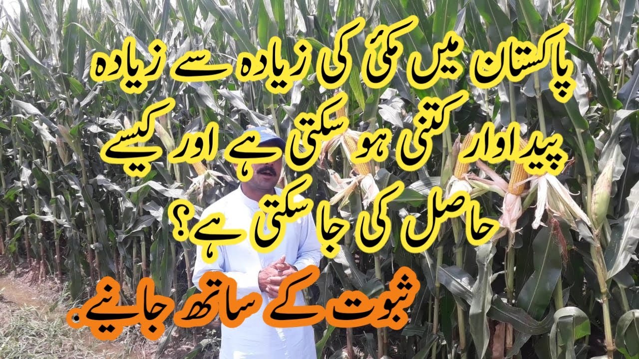 Maximum maize production technology in Pakistan||پاکستان میں مکئ کی زیادہ سے زیادہ پیداوار۔