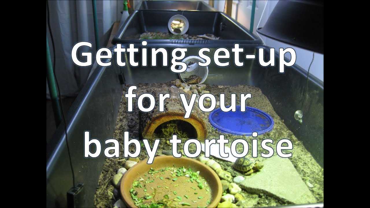 Getting set-up for your baby tortoise | happytortoises