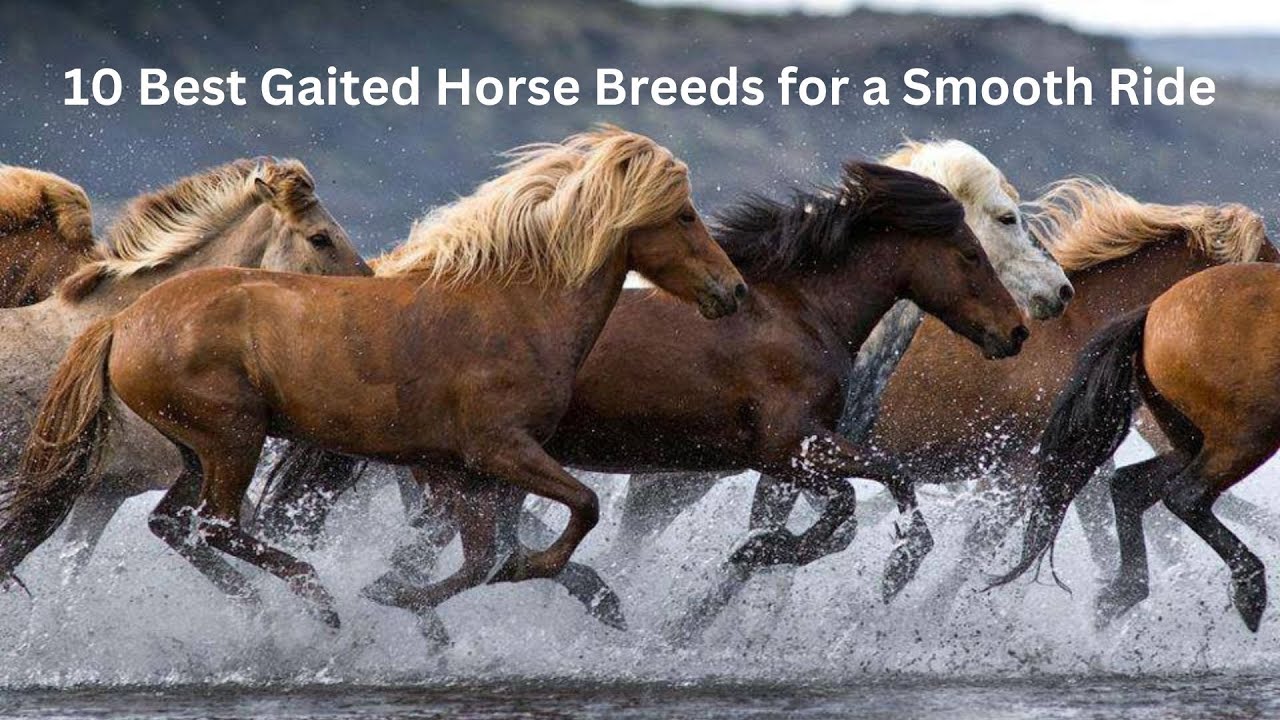 10 Best Gaited Horse Breeds for a Smooth Ride