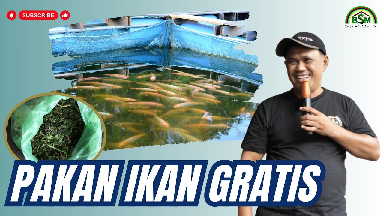 MEMBUAT PAKAN IKAN DENGAN BAHAN GRATIS #bayudiningrat #bayusehatmandiri #pertanian