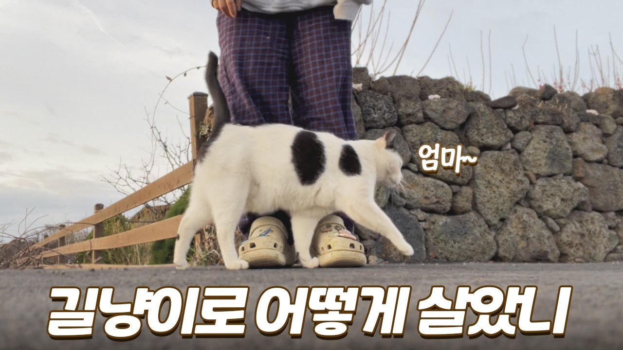 매일 밥주고 예뻐해줬더니 집사만 따라다니는 마당냥이