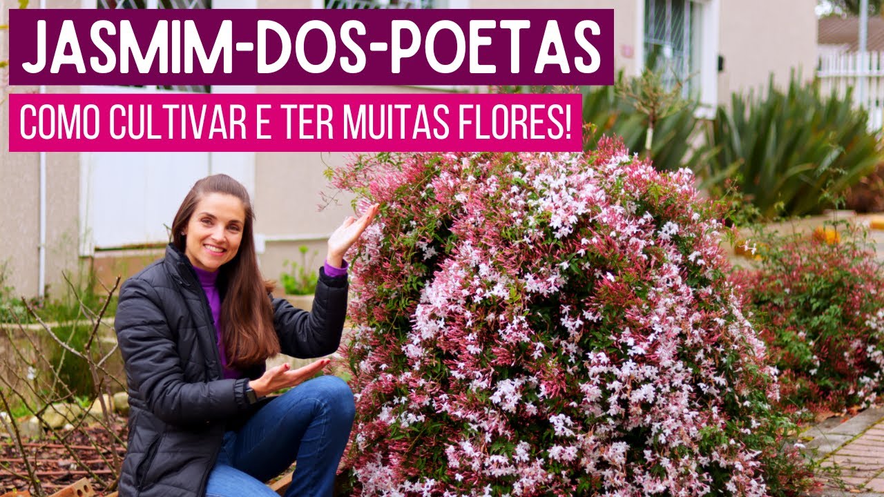 JASMIM dos POETAS: a TREPADEIRA que CRESCE RÁPIDO e PERFUMA todo o JARDIM!