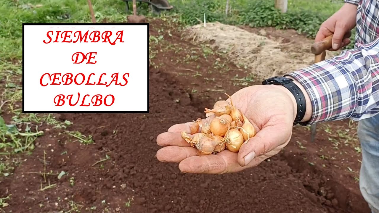 Mini-Bulbos de Cebolla || Otra forma de sembrar CEBOLLAS