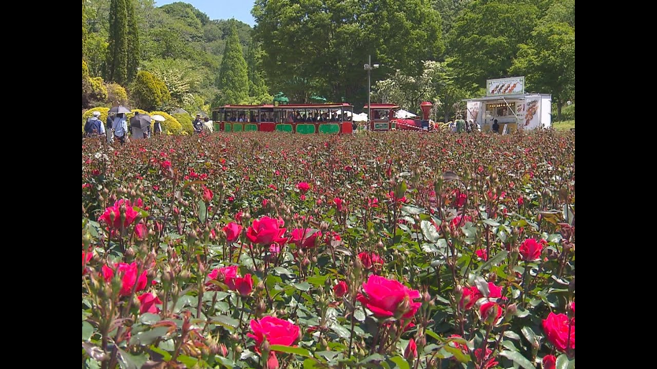 「春のローズフェスティバル」 世界各国のバラ咲き誇る　岐阜県可児市