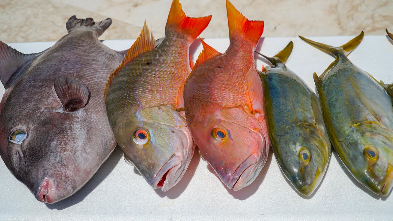 Snapper, Triggerfish, Yellow Jack! Catch Clean Cook (Florida Keys Deep Sea Fishing)