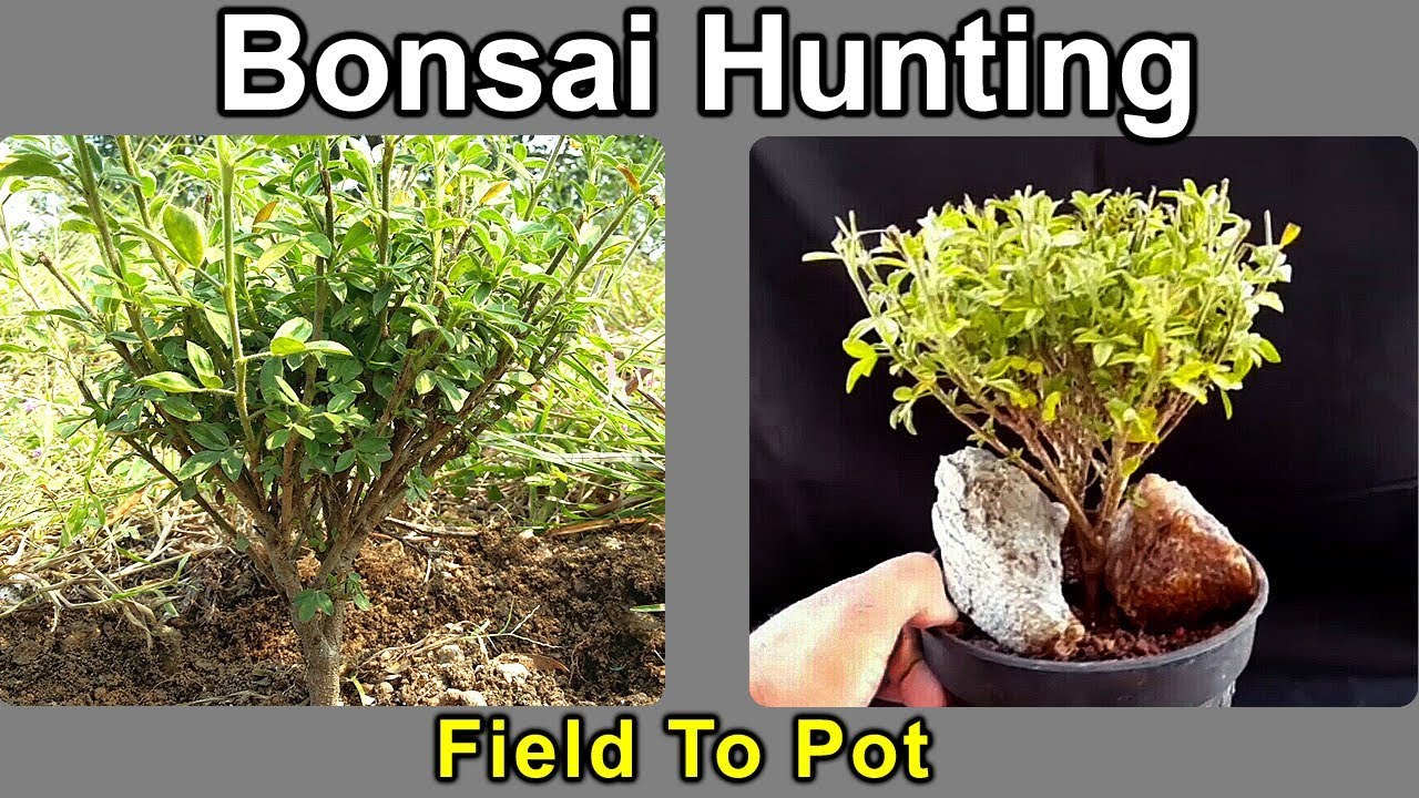 Bonsai Hunting - Field To Pot