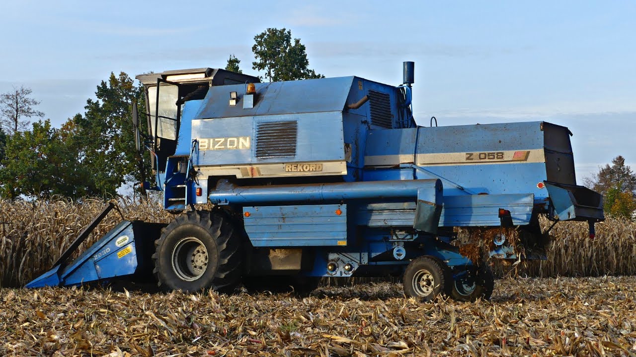 Niebieski BIZON REKORD Z058 kosi kukurydzę!! [100% dźwięk silnika]