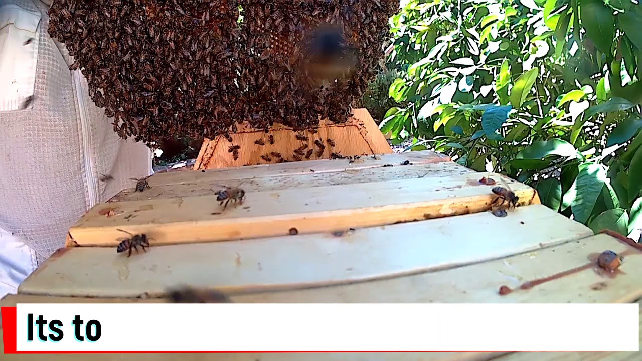 Cathedral hive inspection