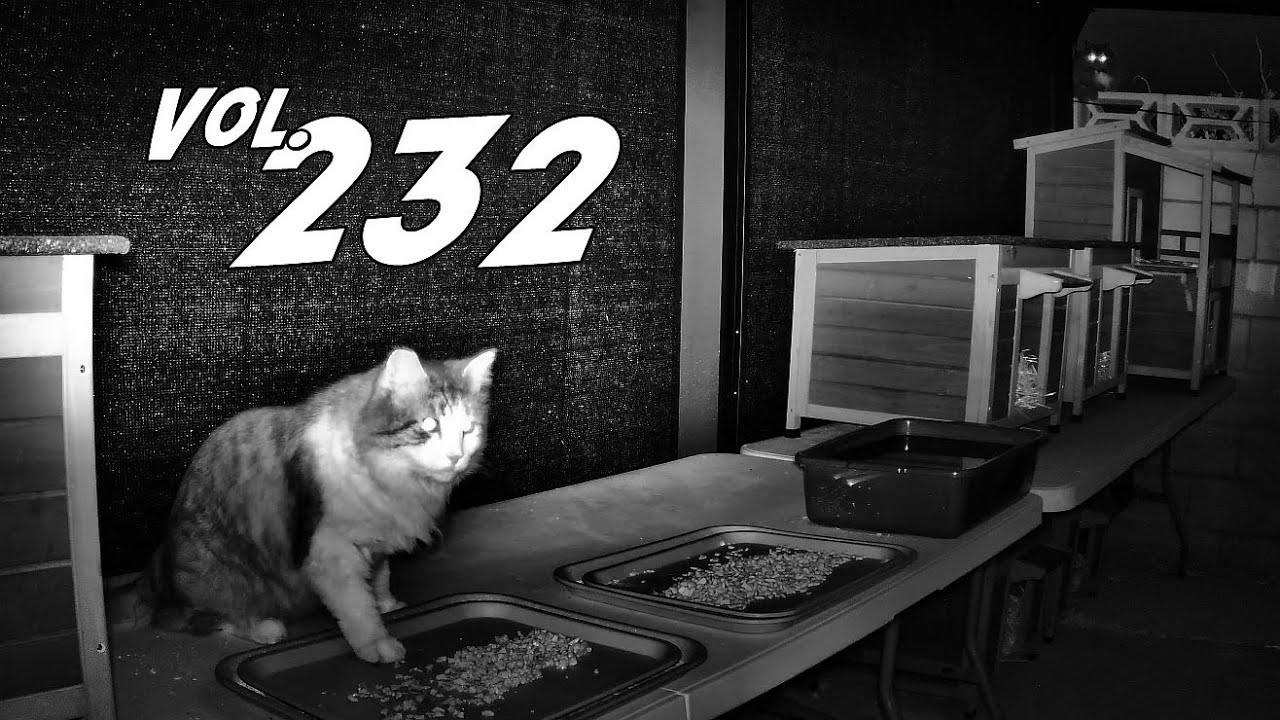 The Mad Katter Vol. 232