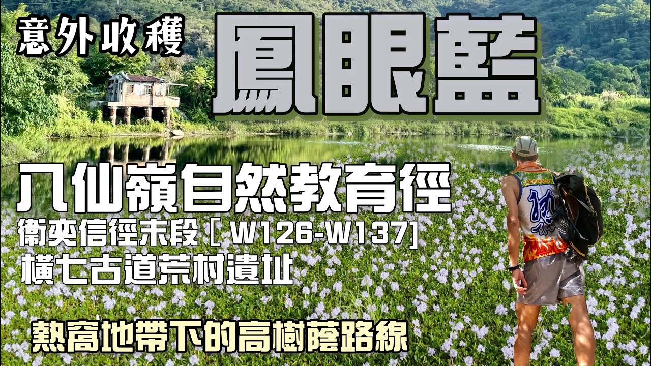 [八仙嶺自然教育徑 橫七古道［香港郊遊行山好去處]4K 熱窩地帶上的高樹蔭路線|意外收穫鳳眼藍| 衛奕信徑最後5公里路段| 橫山腳村荒村遺址|尤德亭遠望鹿頸灣|南涌漁塘賞鳳眼藍| 大埔粉嶺行山路線