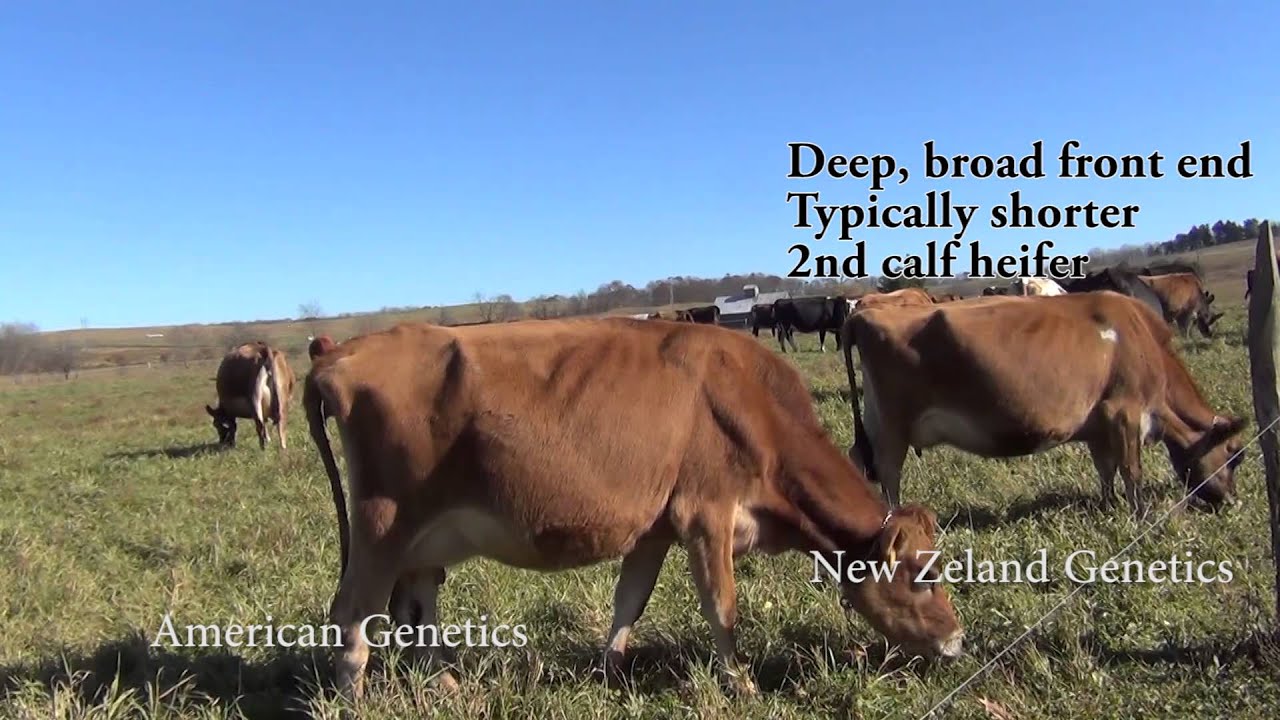 Grass Fed Dairy: American vs New Zealand Genetics