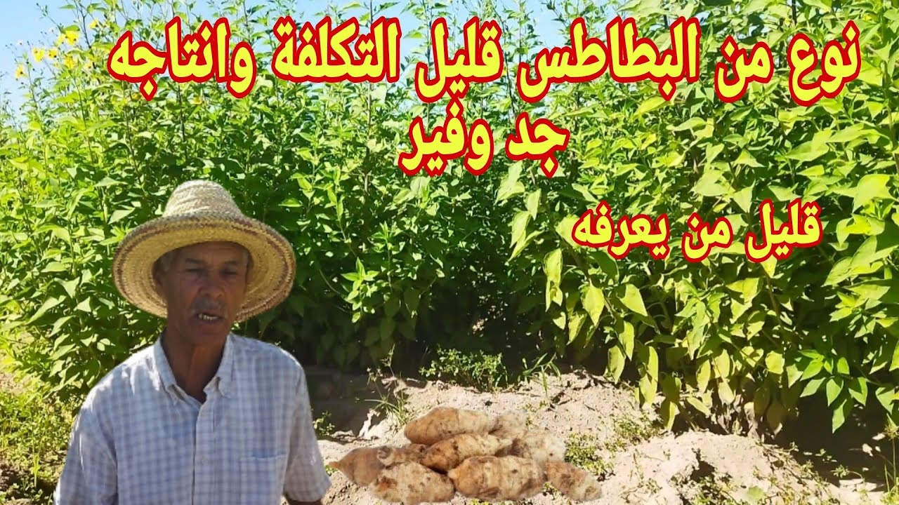 زراعة  نوع من البطاطس  قليل الي كيعرف كيفاش كتكون شوف وحكم