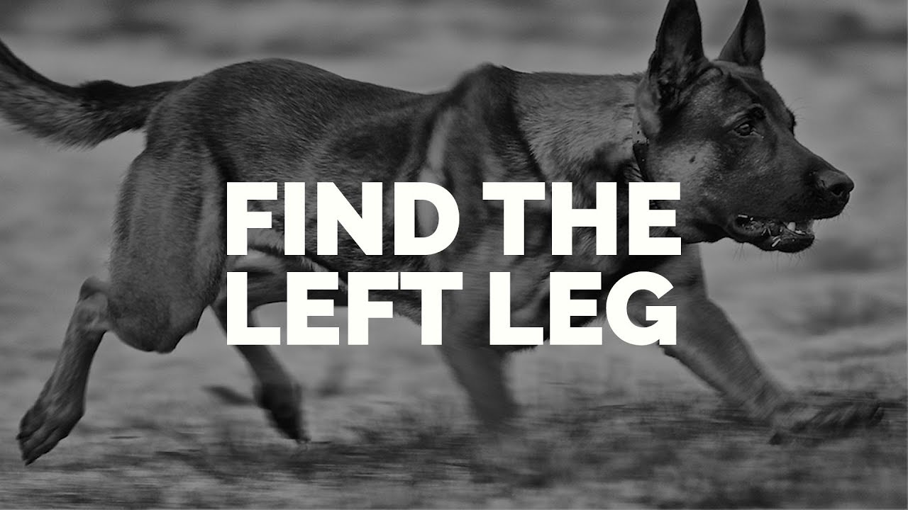 Michael Ellis and his Dog, Pi Demonstrating the Heeling Exercise "Find the Left Leg"