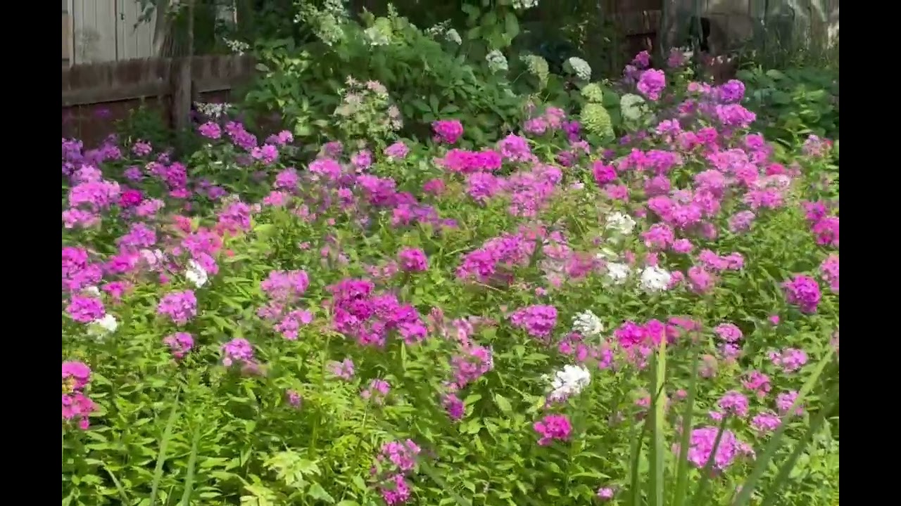Beautiful Phlox  Mix Flowers 