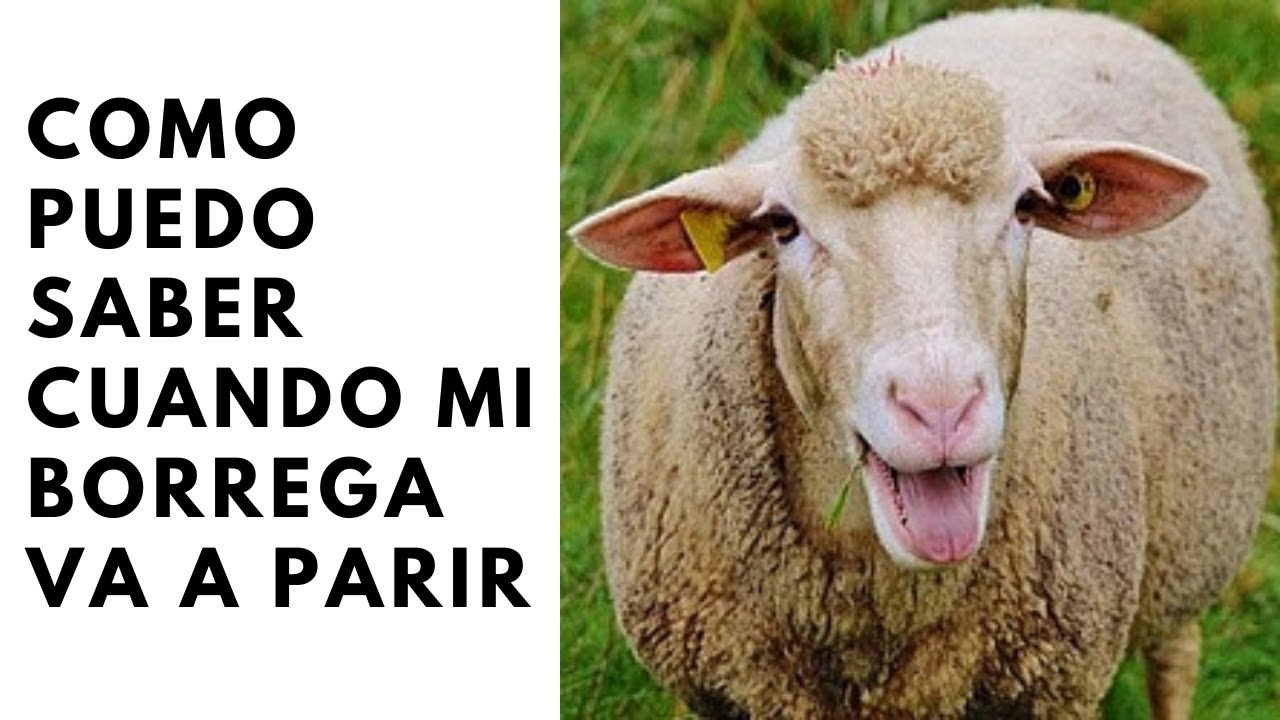 Como saber que mi borrega o cabra está a días de parir? Aquí te lo explico