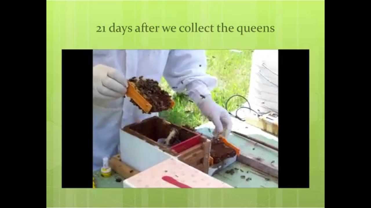 Laurent DUGUE Breeding bee queens