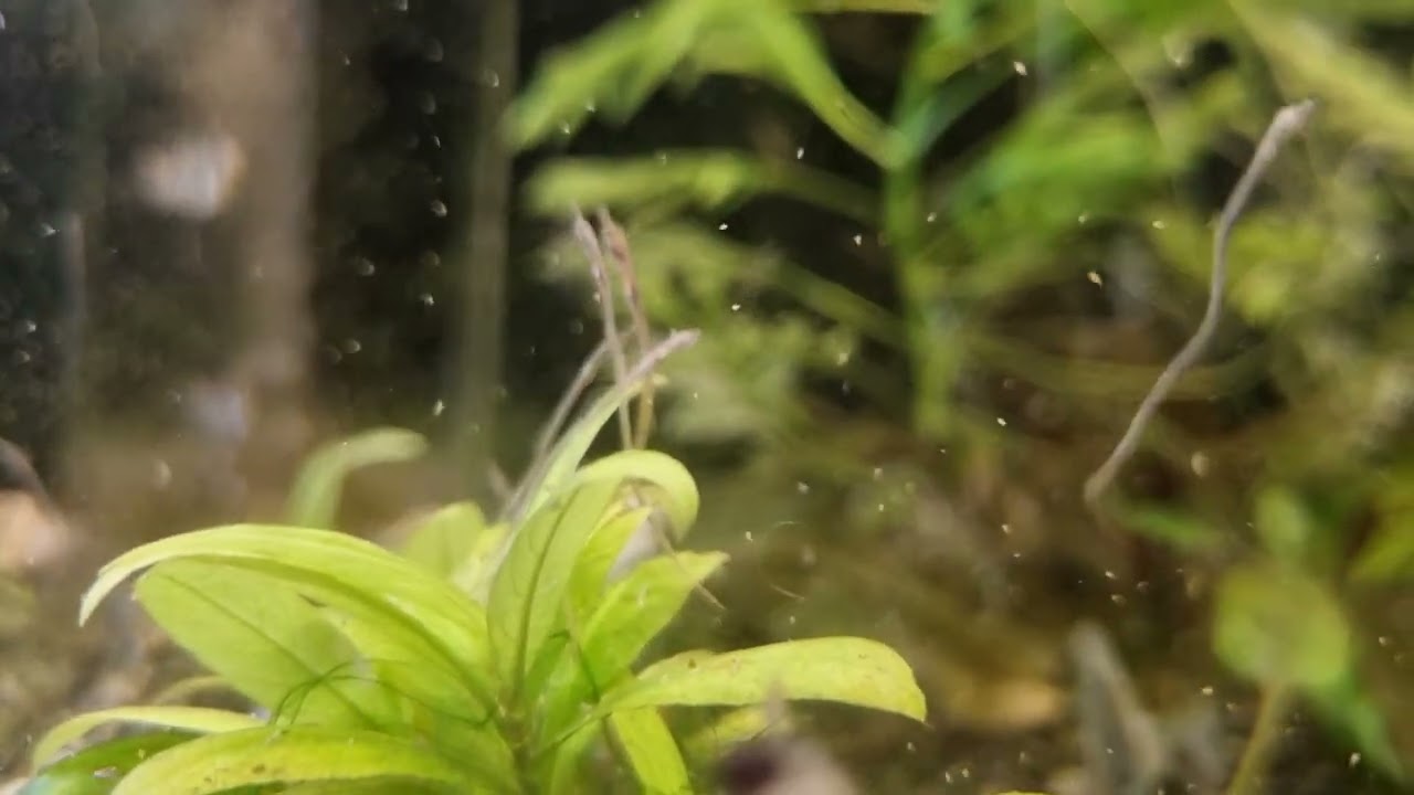 Enneacampus ansorgii