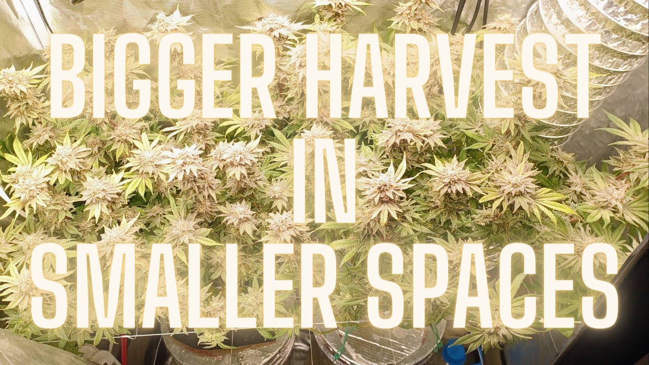Maximize Your Cannabis Harvest: Small Space, Huge Yields Secrets Revealed #cannabiscultivation
