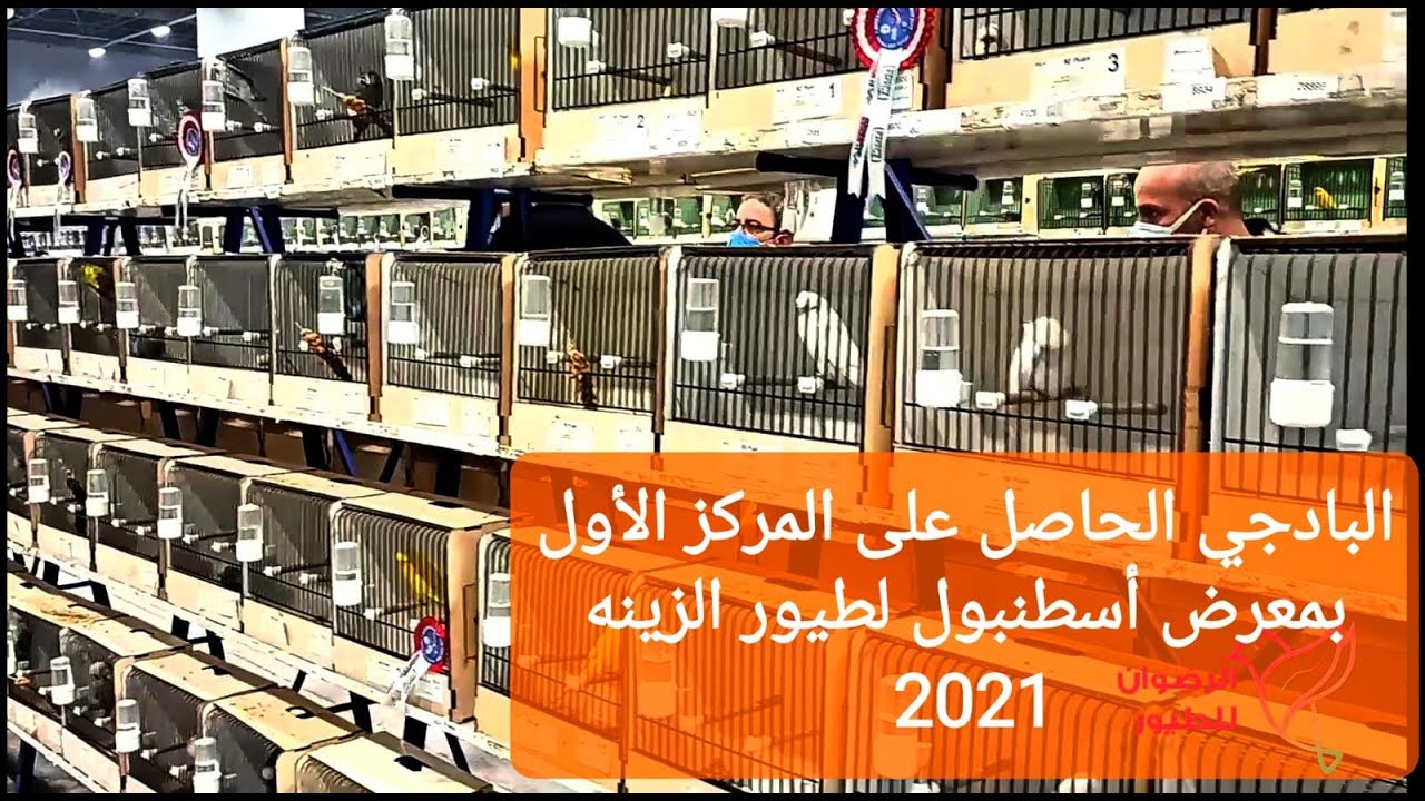 البادجي المشارك بمعرض أسطنبول والحاصل على المركز الأول ..#بادجى #استرالي