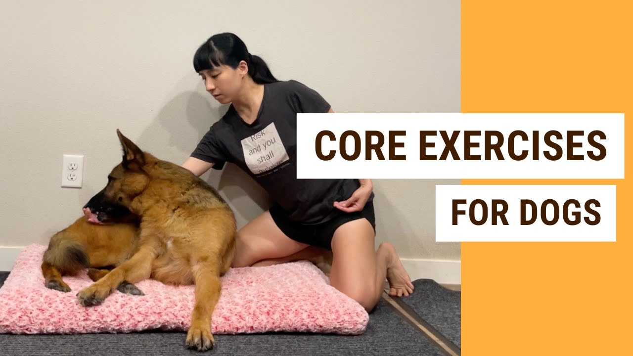 4 Simple Canine Conditioning Exercises to Build Core Strength in Your Dog