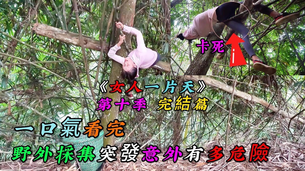 REP：一口氣看完，女人野外採集突發意外有多危險《女人一片天》第十季 完結篇