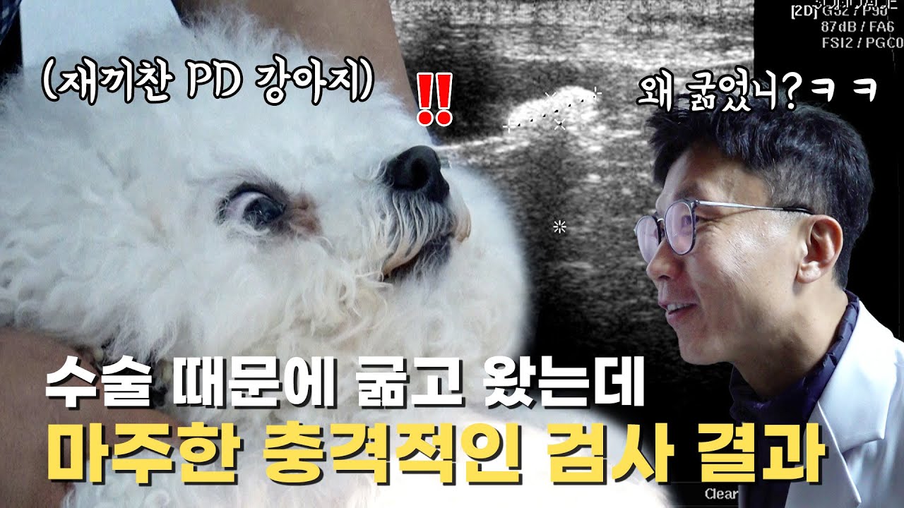 재끼찬PD 강아지가 한재웅 원장님 병원에서 수술을 받기로 했는데요..