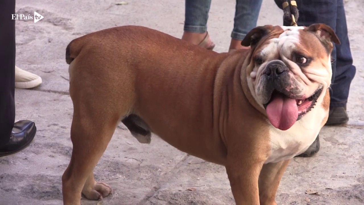 En video así se instala el microchip para perros de razas peligrosas