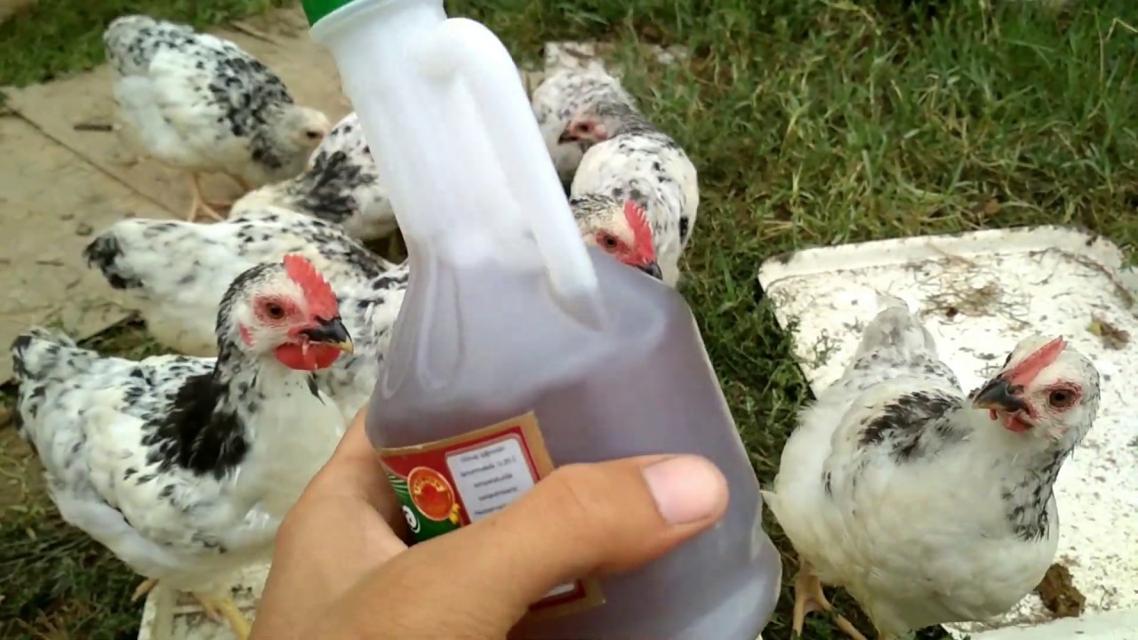 Toyuqlar üçün tebii derman-sirkeli su