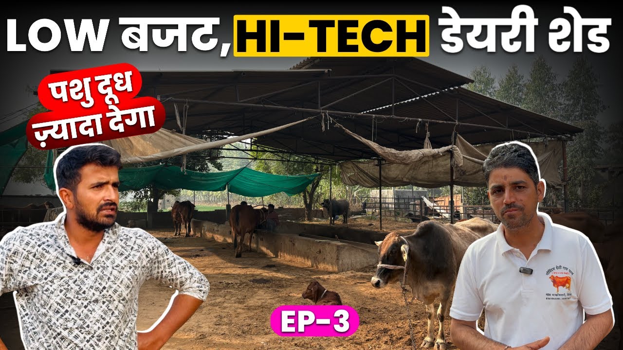 30 पशु का Low Budget Shed,Murrah भैंस Dairy से Lakho कमाई,DairyFarm Business Ep3