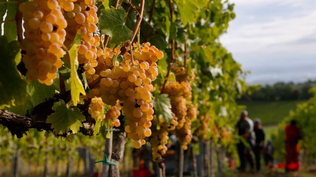 ITALIA TIERRA DEL VINO