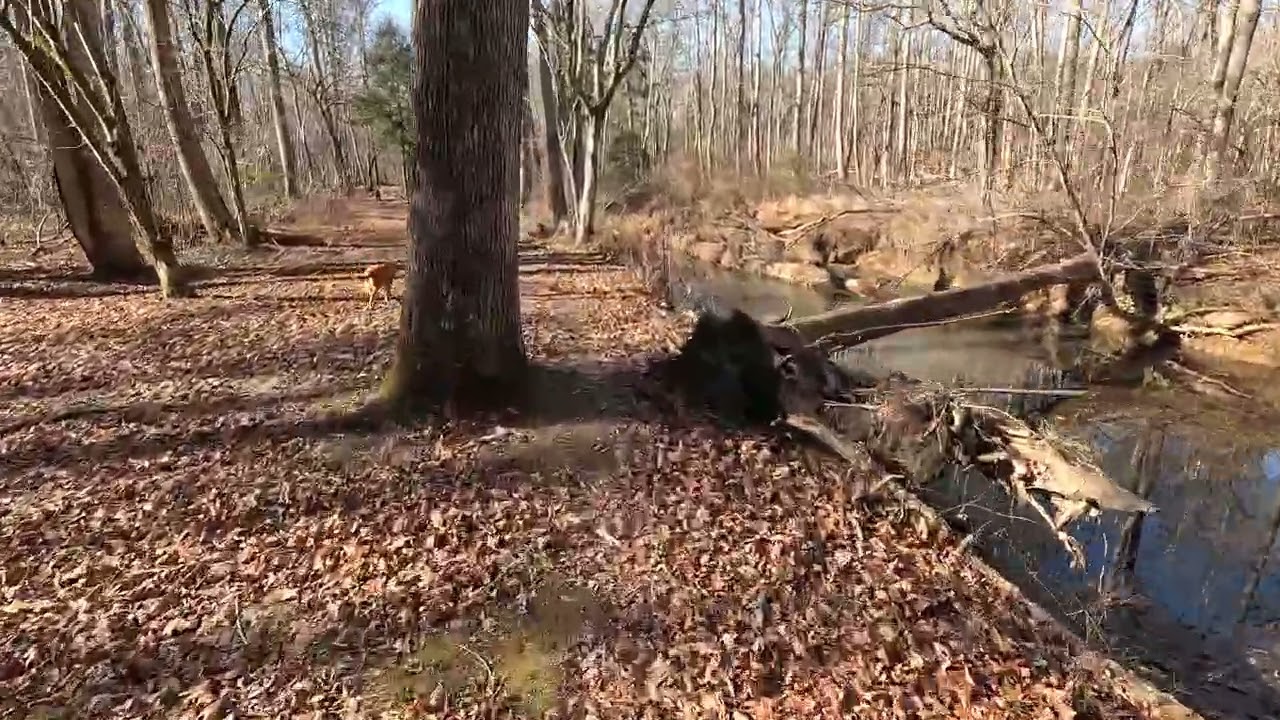 Riding with Rufus 1/20/26  #990