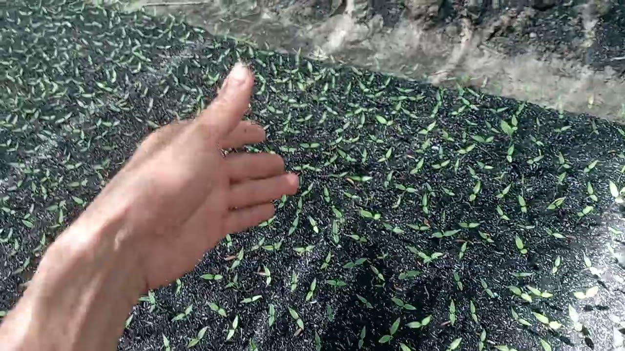kĩ thuật trồng ớt phần 1 ương giống ớt