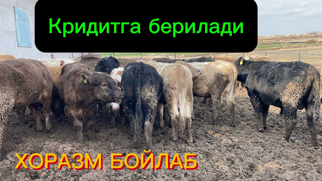 Кридитга 🤝бериладигахам🦬 + ЯНГИ ПАРТИЯ ЗОТДОР МОЛЛАР КЕЛДИ ХОРАЗМ БЎЙЛАБ ДОСТАВКА МАНЗИЛ УРГАНЧДА !!
