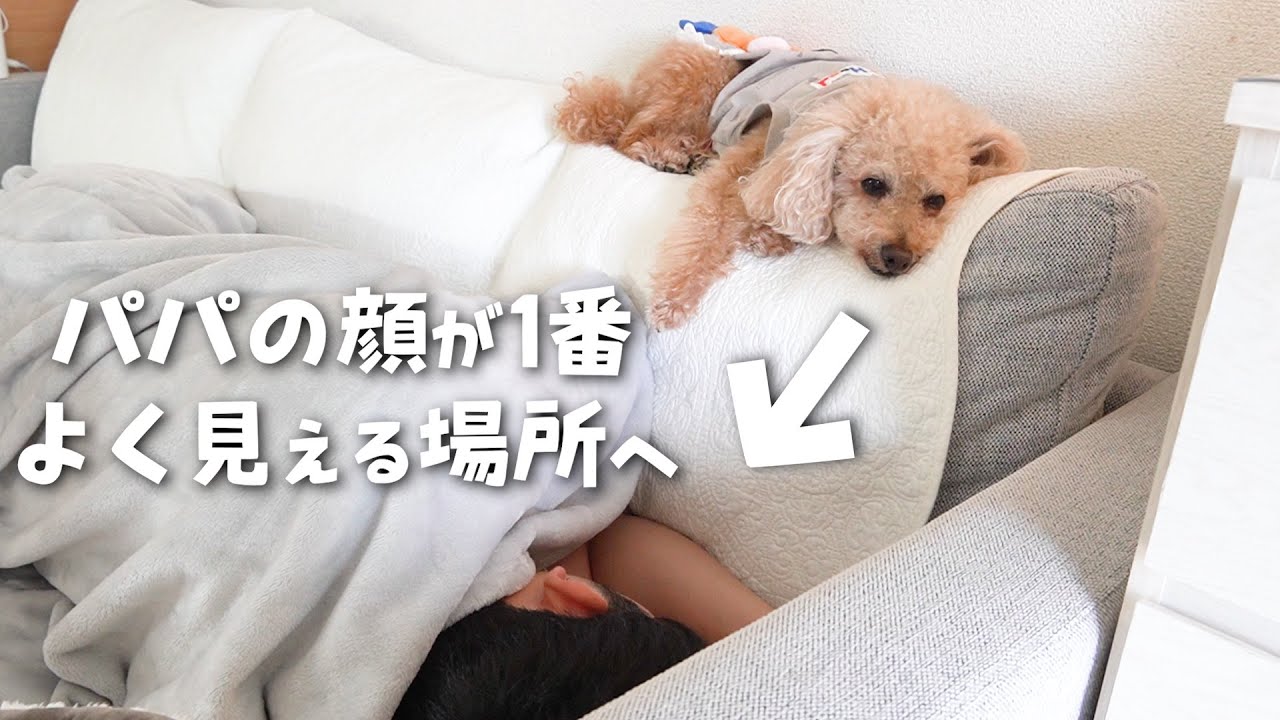 寂しがりな犬がパパの近くにいたくてこうなっちゃいました