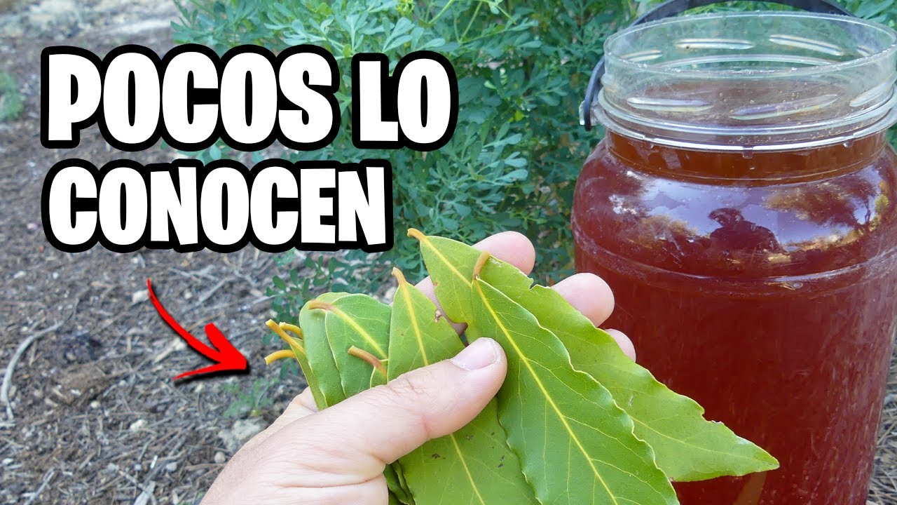 APLICA este POTENTE INSECTICIDA CASERO con LAUREL y Adiós PLAGAS | La Huerta de Ivan