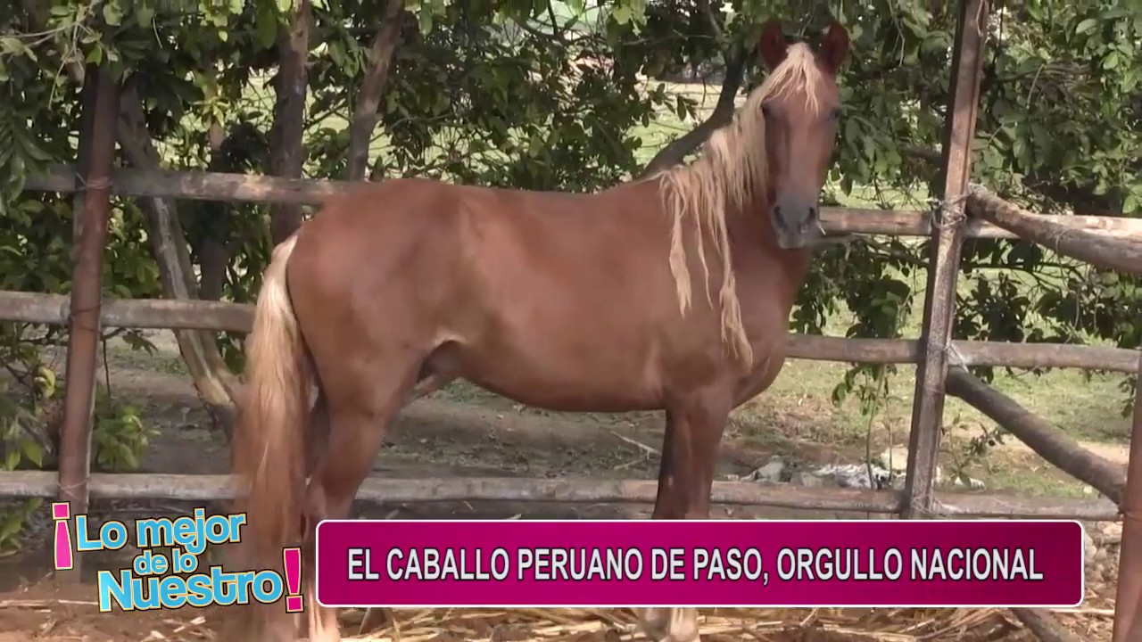 LO MEJOR DE LO NUESTRO El Caballo Peruano de Paso, orgullo nacional