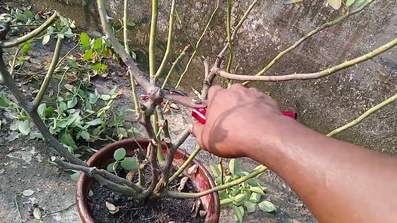 খুব সহজে মাটিতে গোলাপ করুন