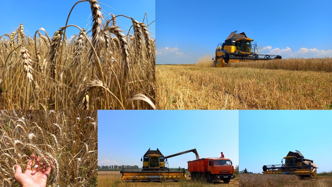 ЖНИВА 2021!!!На комбайні NEW HOLLAND ELEVATION CX 6090🌾🌾🌾🌾