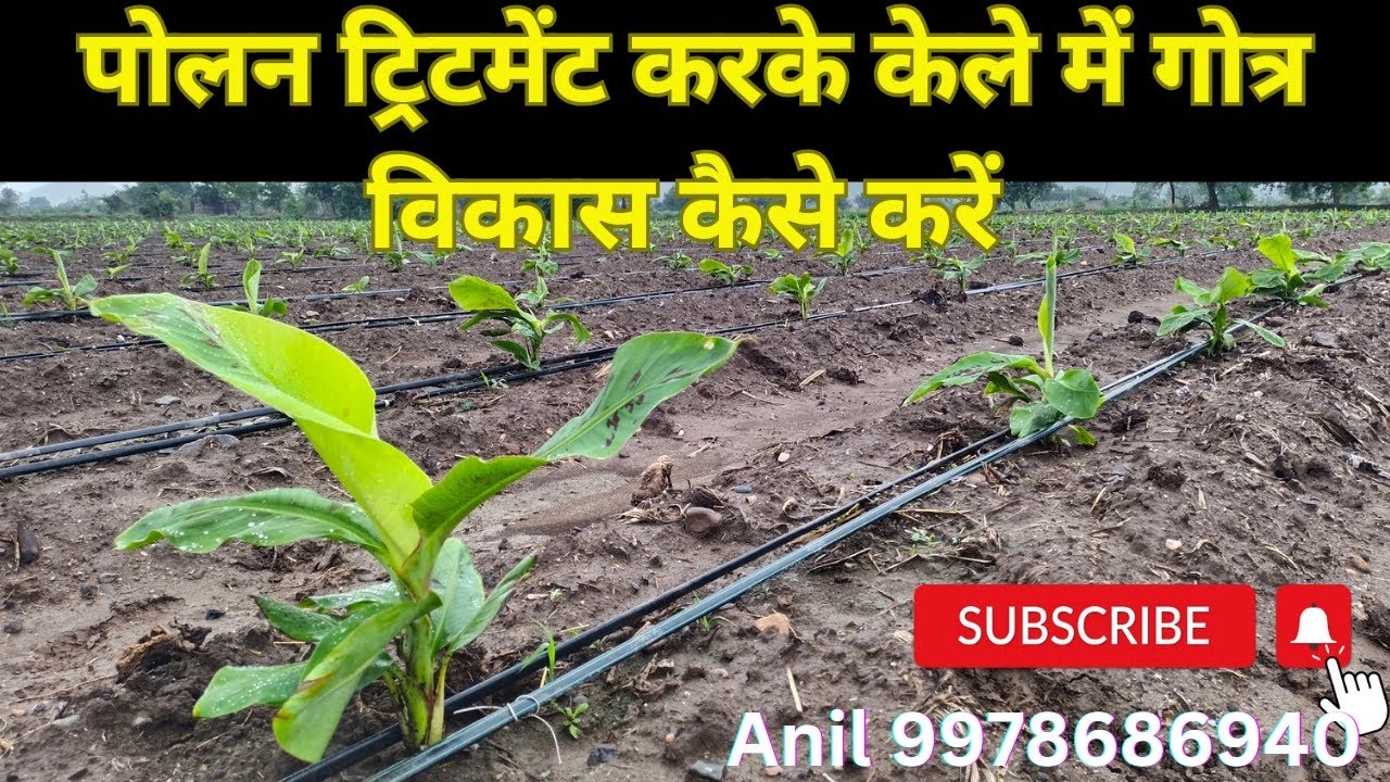 पोलन ट्रिटमेंट करके केले में गोत्र विकास कैसे करें ? | Under Pollen Treatment Growth of plant