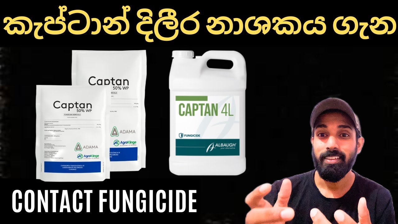 දිලීර රෝග පාලනය කරන ස්පර්ෂක දිලීර නාශකයක ක්‍රියාකාරිත්වය, The action of a contact fungicide.