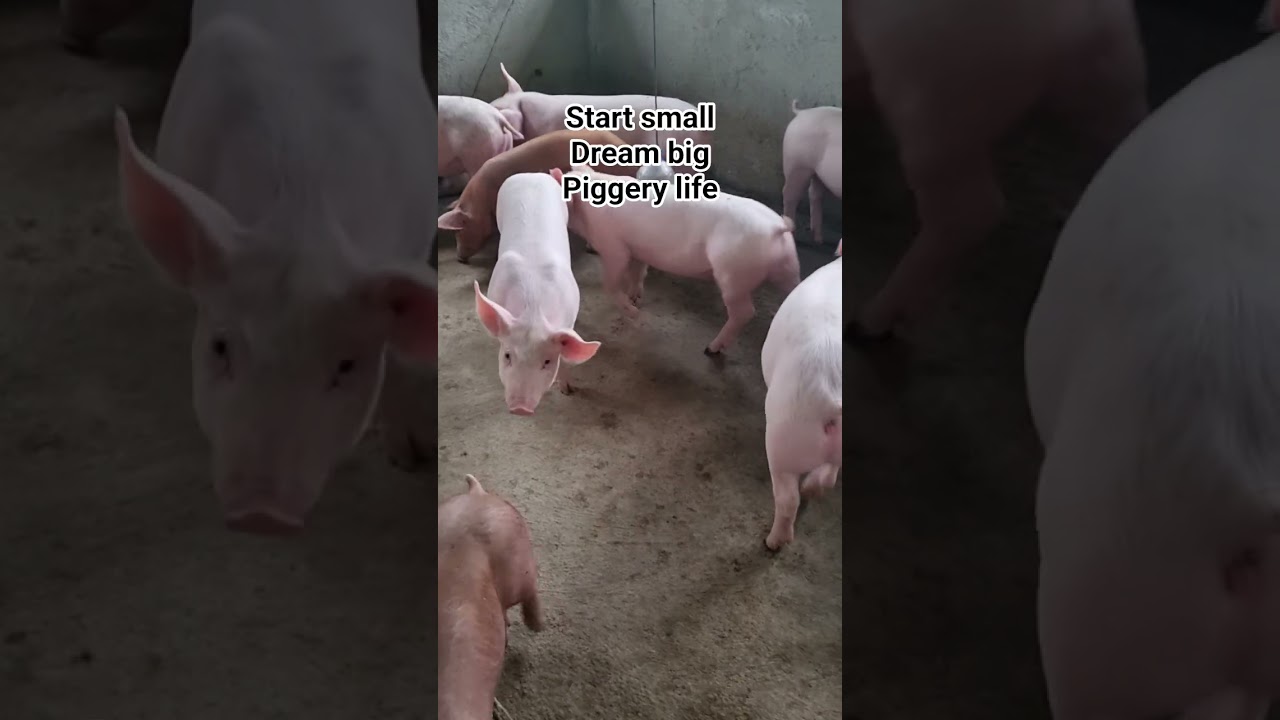 Dream piggery starting small today, building success tomorrow 