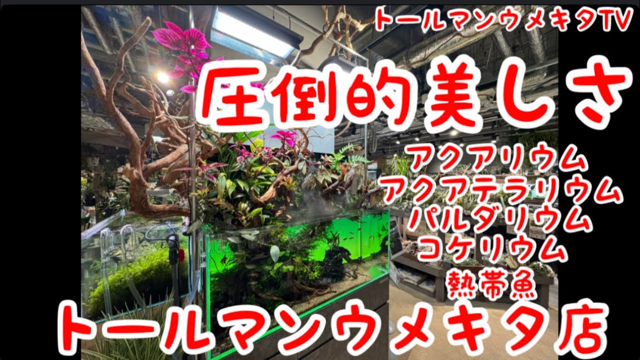 久しぶりのウメキタ店の店内紹介！めちゃくちゃ綺麗です✨【アクアリウムトールマン動画チャンネル！トールマンTV!】