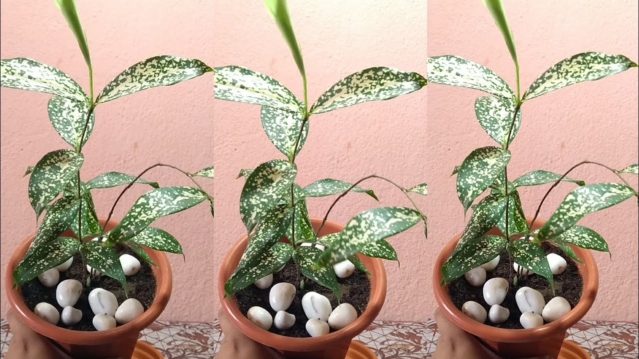 Dracena Godseffiana Plant Repotting || Indoor Plant || Dracena Surculosa