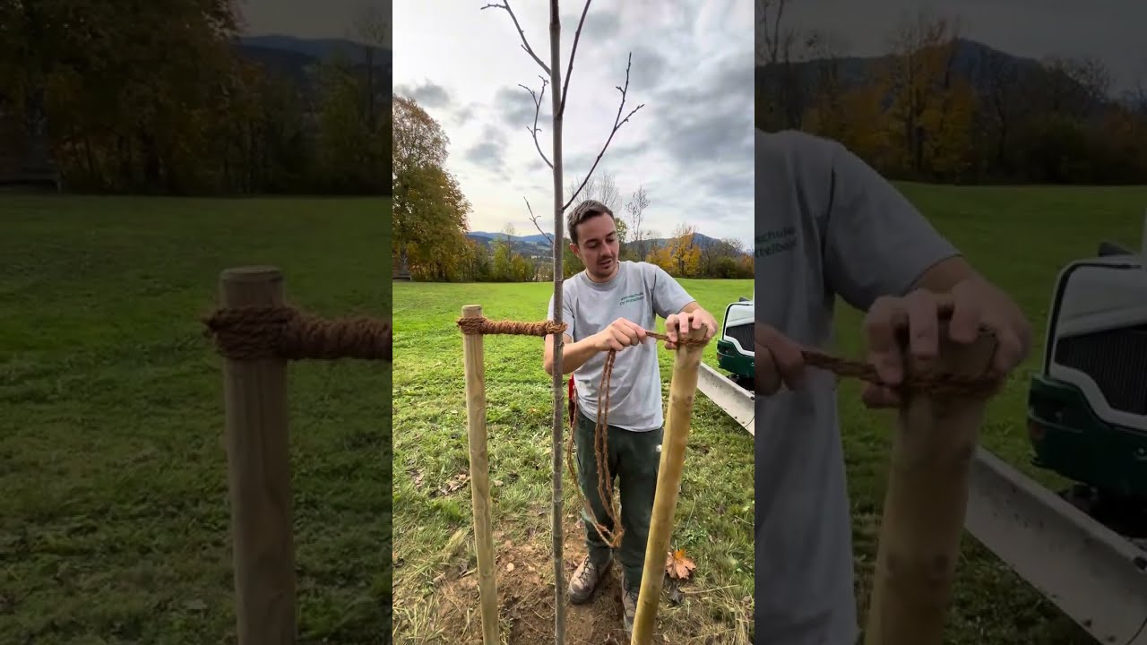 Baum richtig anbinden - Baumschule Sommer
