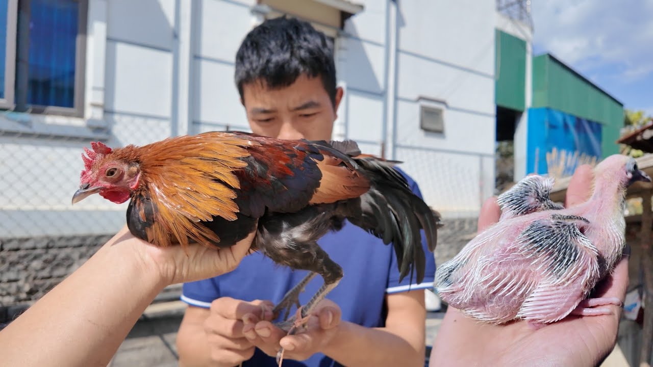 Bé Chim Đi Lạc Vào Nhà Và Quyết Định Tháo Ao | Dân Tộc Tây Bắc Tv