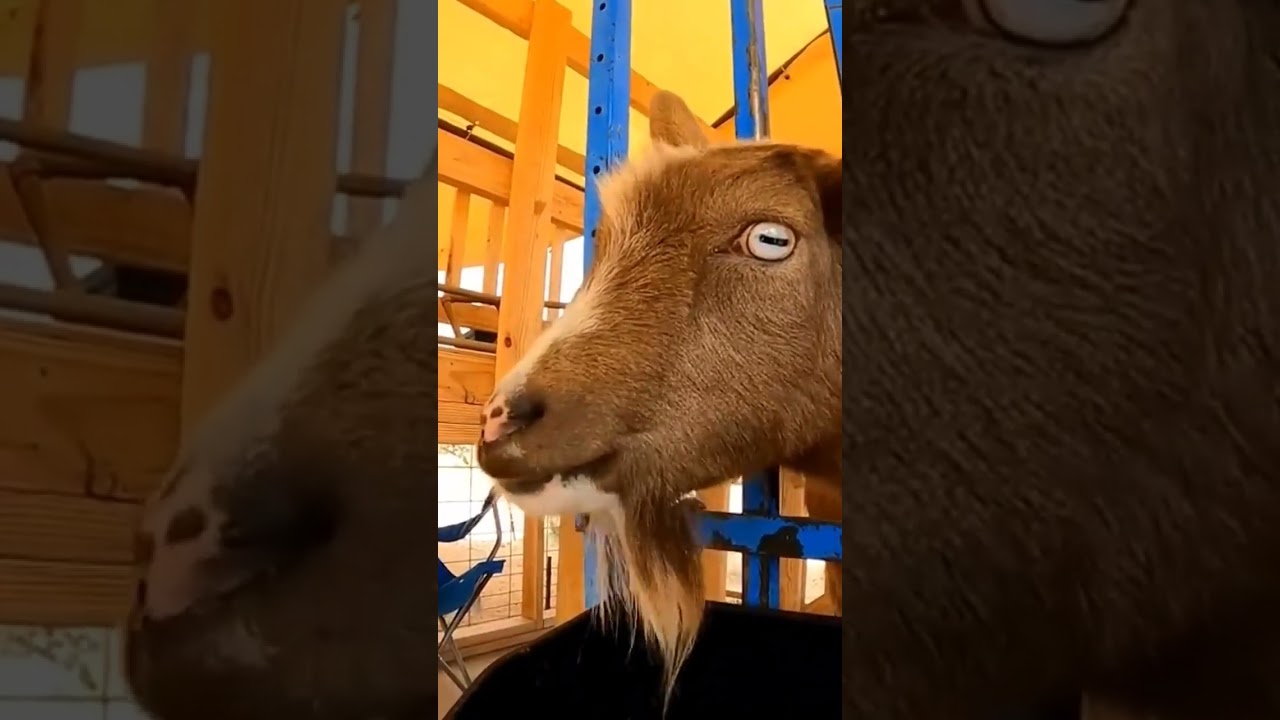 Goat Poops 💩