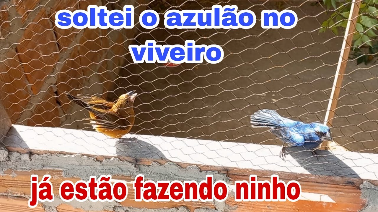 soltei o azulão no viveiro, já estão fazendo ninho