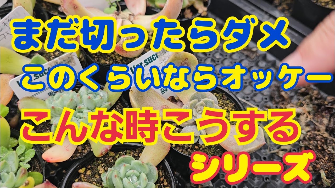 【多肉植物】【こんな時こうする】こんな時こうするシリーズ‼️まだ切ったらダメ🙅このくらいならオッケー👌2026年2月25日