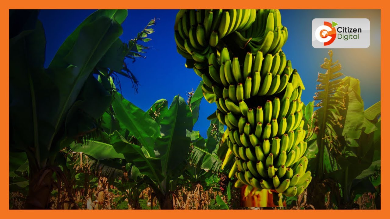 Kisii residents mark National Banana Day in Keumbu